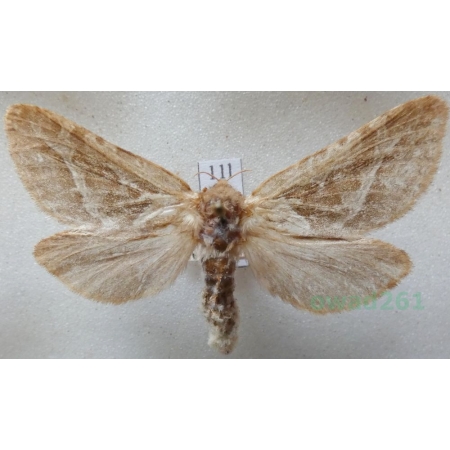 Triodia sylvina (Linnaeus, 1761) female Krótkowąs sylwina Czech11l